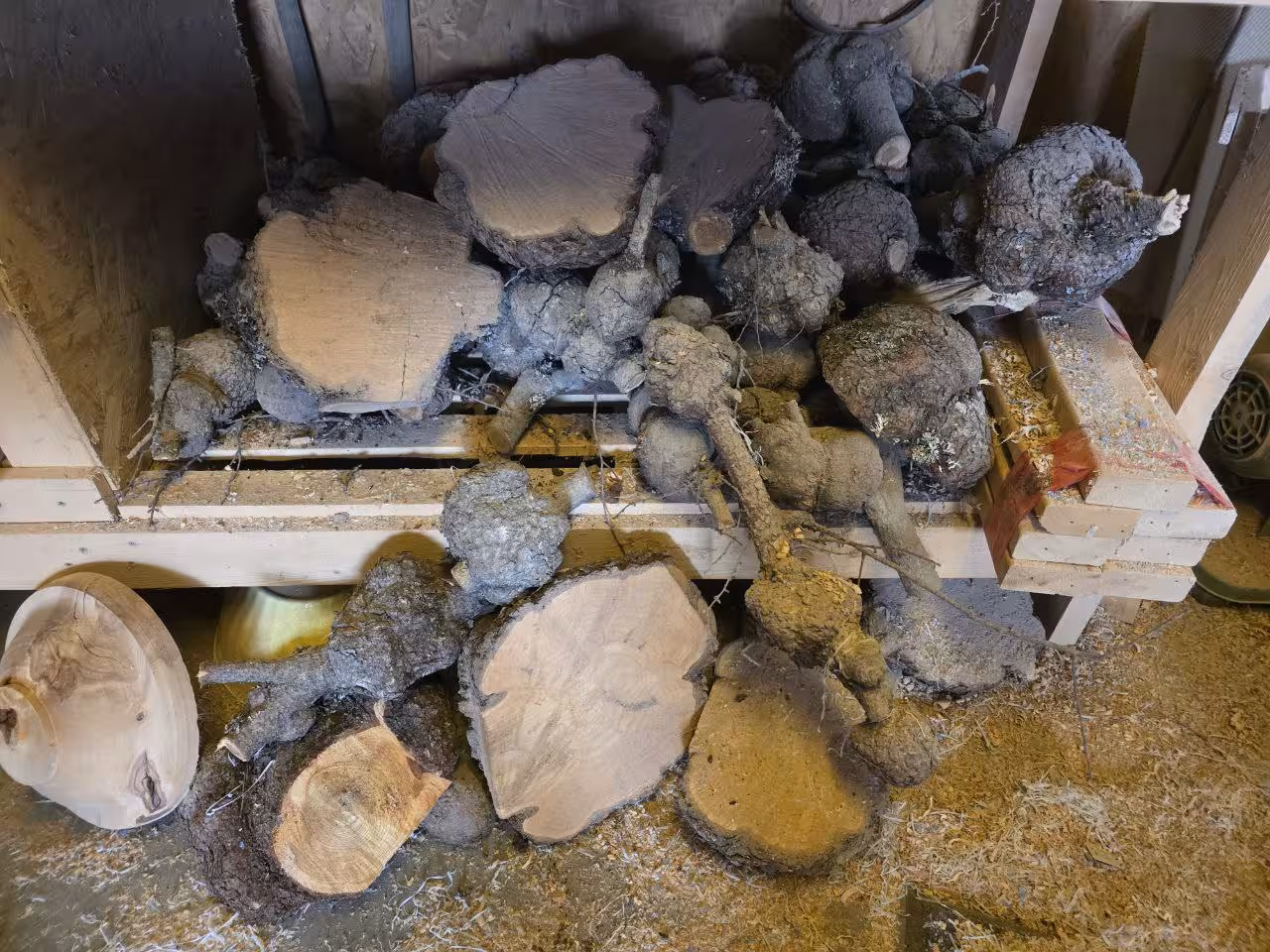Stack of harvested wood burls stored on a workshop shelf