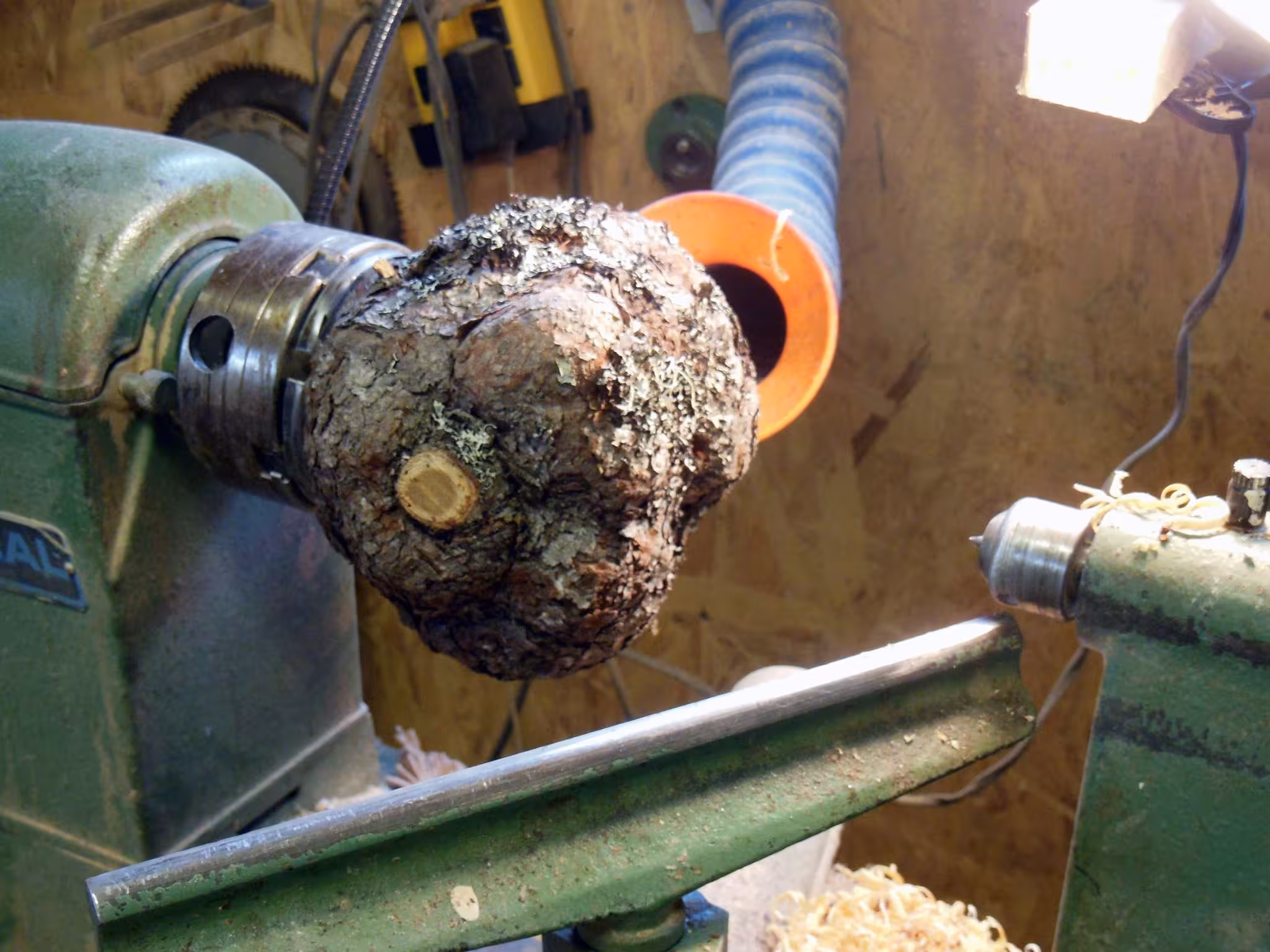 Larch burl mounted on a wood lathe before turning